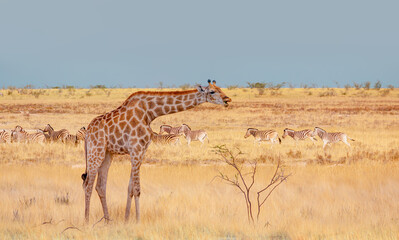 Obraz premium Vintage metallic propeller airplane in the sky - Giraffe walking in yellow grass on the Ethosa national park - Group of Zebras on the yellow meadow - Namibia, Africa