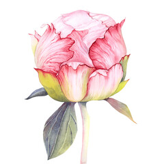 Peony bud pink flower green watercolor watercolour poster print painting flower botanical botanic art room decor wall design abstract inspiration palette sketch nature study artist inspired 