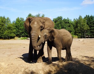Fototapeta premium Hugging elephants. Mother elephant gives baby elephant a hug.