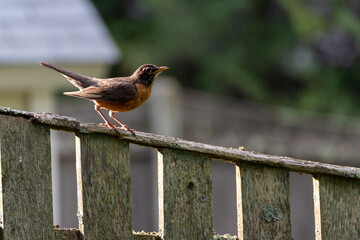 bird on a fence