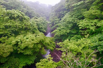 深い森を流れる渓流