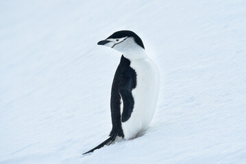 Manchot &agrave; jugulaire Chinstrap