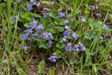 Violets Growing In The Wild