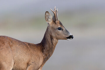 European Roe-Deer Capreolus capreolus in close-up