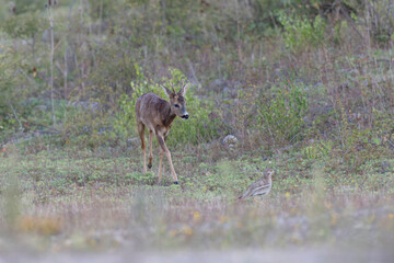 European Roe-Deer Capreolus capreolus in close-up