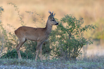 European Roe-Deer Capreolus capreolus in close-up