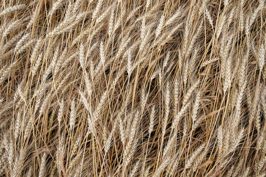 Rich harvest of the ripening ears of a wheat field. Rural scenery. Field landscape