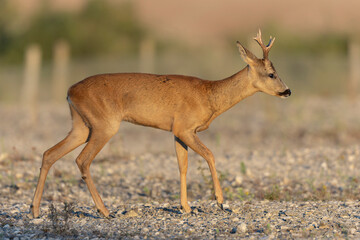 European Roe-Deer Capreolus capreolus in close-up