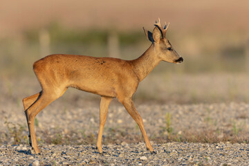 European Roe-Deer Capreolus capreolus in close-up