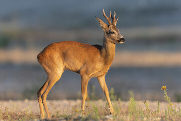 European Roe-Deer Capreolus capreolus in close-up