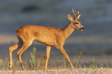 European Roe-Deer Capreolus capreolus in close-up