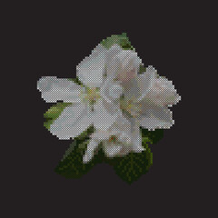 Cross stitch apple blossom, floral embroidery, vector illustration