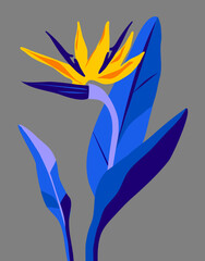 Vector illustration with Strelizia Reginae, tropical flower.