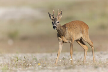 European Roe-Deer Capreolus capreolus in close-up