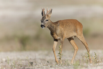 European Roe-Deer Capreolus capreolus in close-up