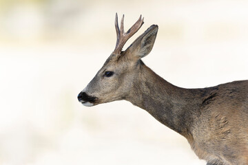 European Roe-Deer Capreolus capreolus in close-up
