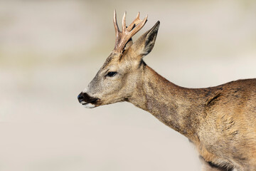 European Roe-Deer Capreolus capreolus in close-up