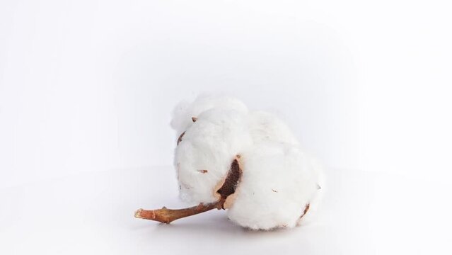 Cotton flower rotates on white background close-up. Natural organic fiber. Fluffy soft cotton inflorescence, fabric manufacturing, industry, agriculture, cotton seeds. single object 4k footage