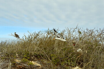 Various birds, including a Nasca Booby in flight, Galapagos islands