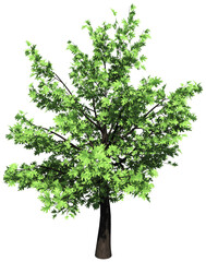 Oak tree isolated - 3d rendering