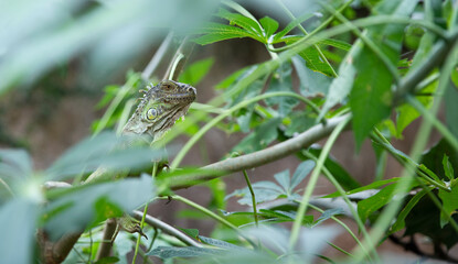 Iguana head on a blurred background. Type of lizard. Place for advertising