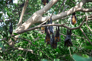 fruit bat hanging on tree in forest tree in sleeping on day light