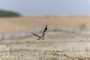 European stone curlew Burhinus oedicnemus in flight
