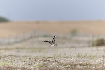 European stone curlew Burhinus oedicnemus in flight