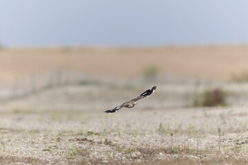European stone curlew Burhinus oedicnemus in flight