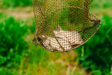 Fishing catch, village fishing