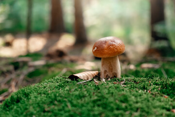 Mushroom. Porcini on moss. Boletus edulis in forest.