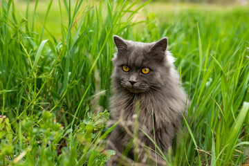 Naklejka na ściany i meble A very fluffy cat is sitting in the green grass on a sunny summer day