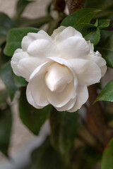 White camellia flower in full bloom, close-up. Blooming white camellia. Camellia japonica. Shallow...