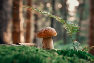 Mushroom. Porcini on moss. Boletus edulis in forest.