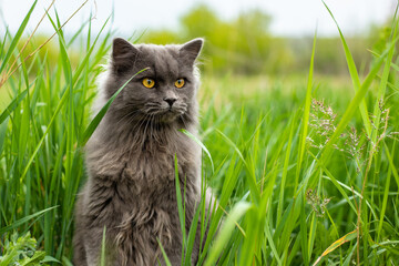Very fluffy grey cat sits in the grass and looks aside. Walking Pets in nature in the Park. Copy space