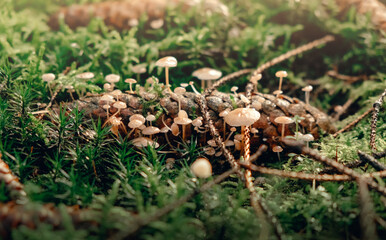 Bleeding fairy helmet, Mycena haematopus, small mushrooms in the forest