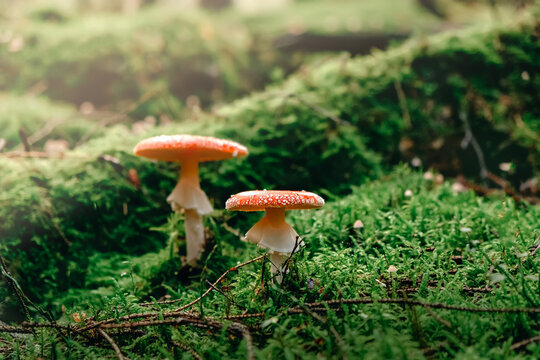 Red Mushroom, Amanita Muscaria,  Fly Ageric or Fly Amanita in moss