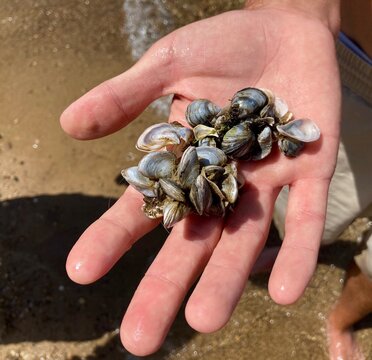 Zebra mussels in hand from bay