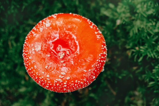 Red Mushroom, Amanita Muscaria,  Fly Ageric or Fly Amanita in moss