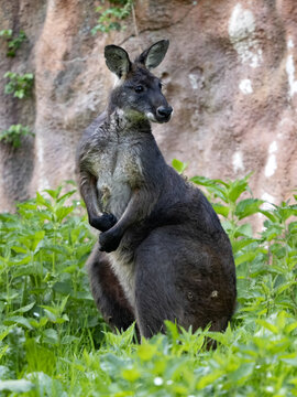 An adult male Common wallaroo, Macropus r. robustus, observes the surroundings