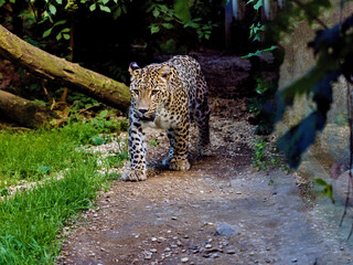 A male Persian Leopard, Panthera pardus saxicolor, on his regular patrol of his territory.