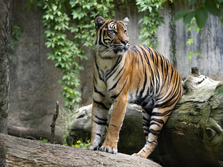 A female Sumatran Tiger, Panthera tigris sumatrae, leans against a trunk and observes the surroundings.