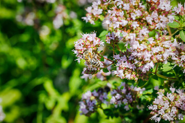 Obraz premium Origanum vulgare flowering plants in sunny garden. Wild Marjoram Medical herb. Honeybee on Marjoram oregano flowers. Marjoram oregano pink flower in summer herb garden, closeup macro