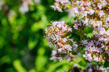 Origanum vulgare flowering plants in sunny garden. Wild Marjoram Medical herb. Honeybee on Marjoram oregano flowers. Marjoram oregano pink flower in summer herb garden,  closeup macro