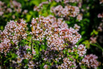 Origanum vulgare flowering plants in sunny garden. Wild Marjoram Medical herb. Honeybee on Marjoram oregano flowers. Marjoram oregano pink flower in summer herb garden,  closeup macro