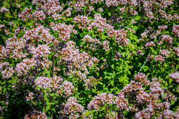 Origanum vulgare flowering plants in sunny garden. Wild Marjoram Medical herb. Honeybee on Marjoram oregano flowers. Marjoram oregano pink flower in summer herb garden,  closeup macro