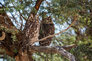 Couple of Spotted Eagle-Owl standing in a tree in Kgalagadi transfrontier park, South Africa; specie Bubo africanus family of Strigidae