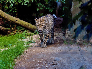 A male Persian Leopard, Panthera pardus saxicolor, on his regular patrol of his territory.