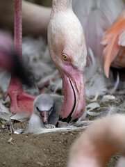 A female Rosa Flamingo, Phoenicopterus roseus, cares for a newborn chick. - 522274755