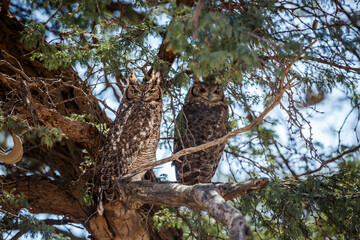 Couple of Spotted Eagle-Owl standing in a tree in Kgalagadi transfrontier park, South Africa; specie Bubo africanus family of Strigidae